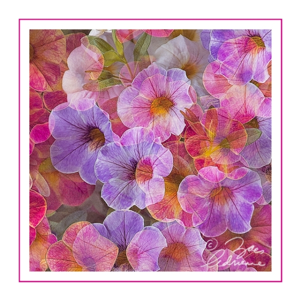 Petunia Medley #1 - Adrienne Zoe