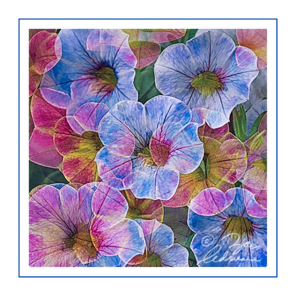 Pretty Petunias  #2 - Adrienne Zoe