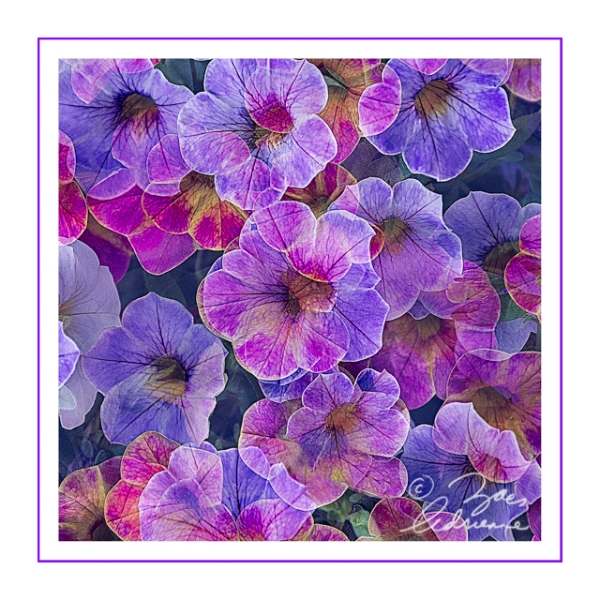 Pretty Petunias  #3 - Adrienne Zoe