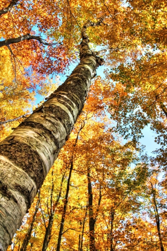 Doylings-Collingwood-Colours