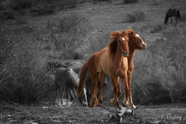 Karen-Doyling-In-the-Wind-high-gloss-metal-24x36-595 (1)