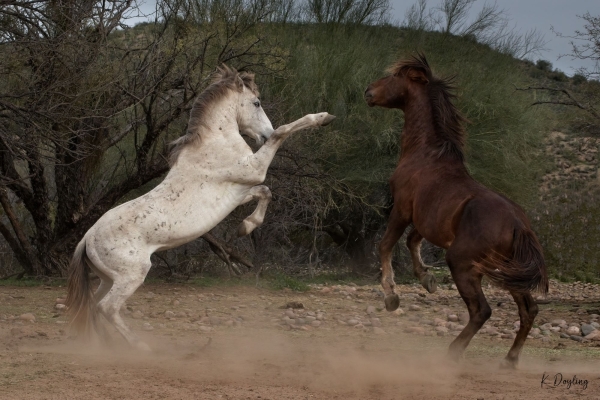 Karen-Doyling-Lets-Dance-high-gloss-metal-24x36-595 (1)