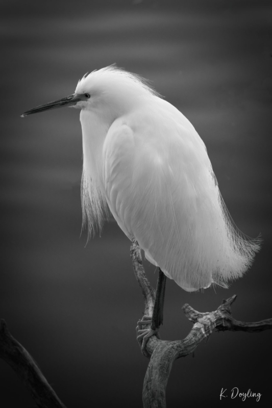 Karen-Doyling-Spiritual-Leader-high-gloss-metal-24x36-595 (1)